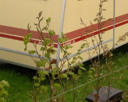 Streepjes 1985.JPG